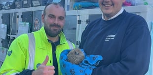 Devon Water Workers Rescue Hedgehog