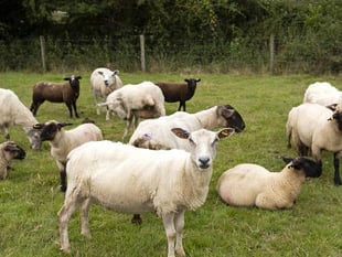 South Hams farmers to gain from new livestock protection law