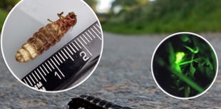 Favourite wildlife moments of 2025