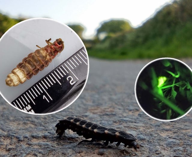 Favourite wildlife moments of 2025