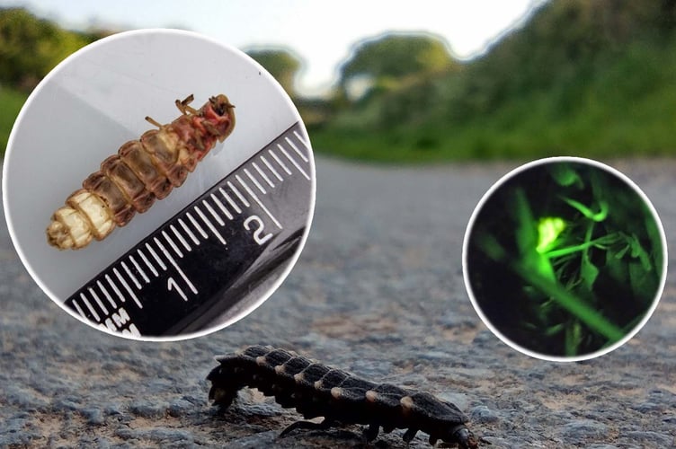 Glowworm larva (main) - May. Adult female in our garden - June (insets)