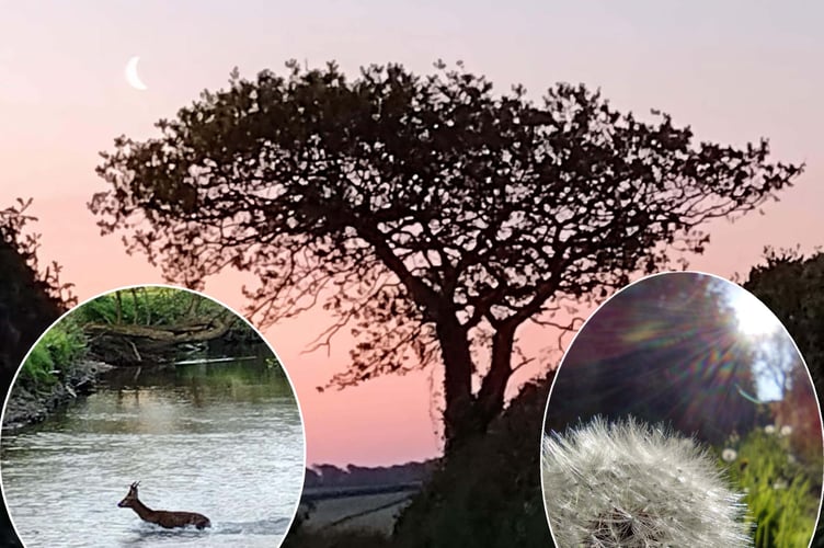 Dawn walks can offer unexpected delights