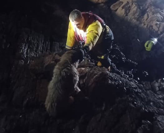 Dog rescued from rocks by lifeboat  team