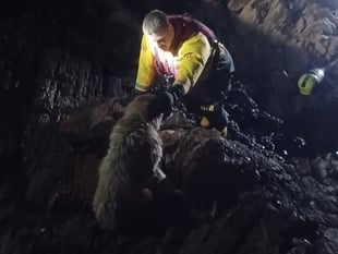 Dog rescued from rocks by lifeboat  team