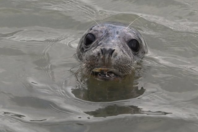 The Seal Project warns against getting too close to seals