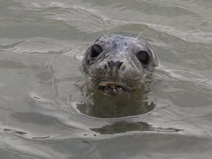 The Seal Project warns against getting too close to seals