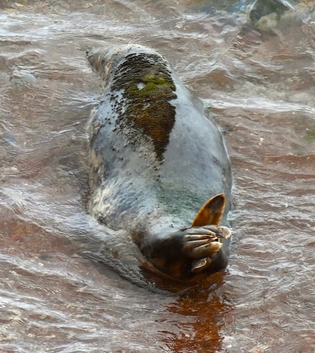 The Wizard of Oz seal