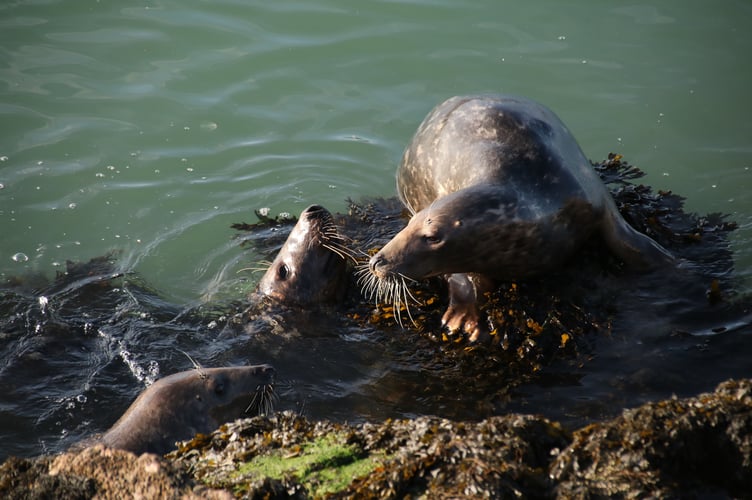 Seals at Brixham - Alice Henderson