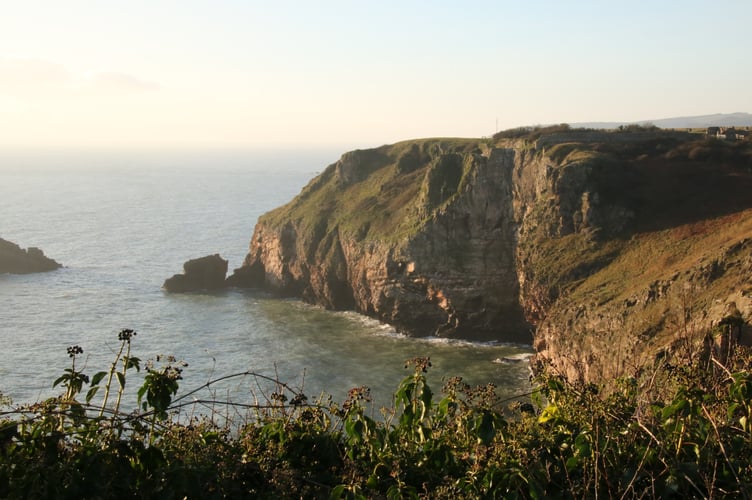 Berry Head Sea Bird Colony - Alice Henderson
