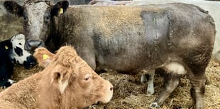 Tails from South Moor by Georgie Lethbridge | A Sharp Entrance