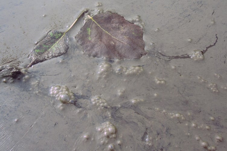 Healthy estuarine scum!