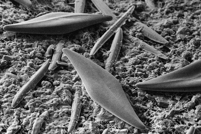 Nature Diary by Nigel Mortimer | Healthy Estuarine Scum?!