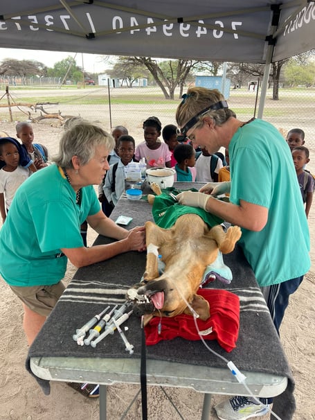 Volunteering at Maun Animal Welfare Society
