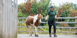 Brave pony Geronimo finds new home with carer