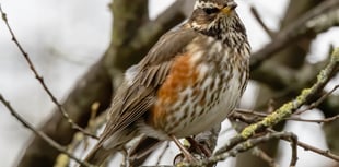 Nature Diary by Alice Henderson | A Back Lane Bimble