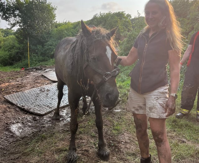 Tails from South Moor by Vet Jess MacPhail | Stuck in the Muck 