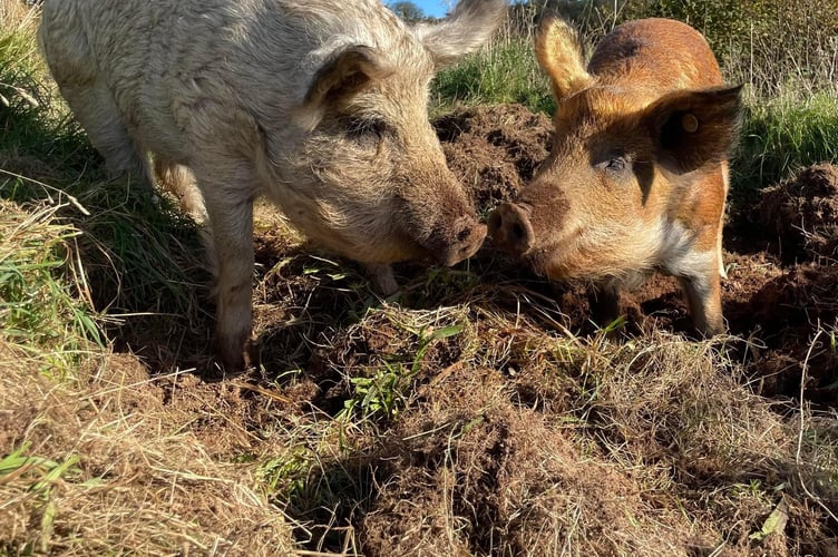 Pigs Foxy & Hughie