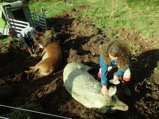 Nature Diary by Ruth Saunders | Rootling for Nature 
