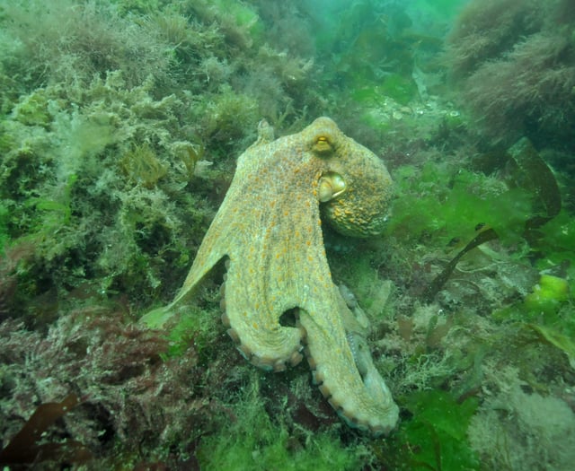 Octopus glut leaves South Devon shellfish industry ‘decimated’