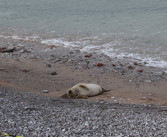 Public urged to keep clear of grey seal on South Devon beaches