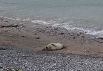 Wildlife experts urge public to avoid grey seal on South Devon beaches