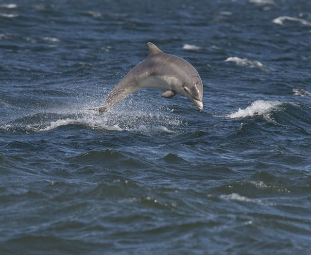Spot marine wildlife at Bolberry Down