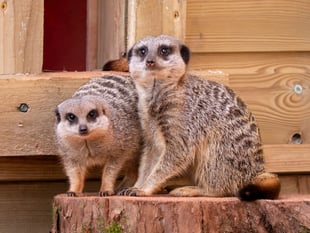 Zoo marks most successful year