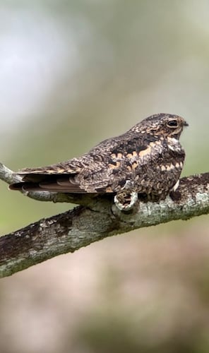 Nighthawk - Elaine Hitch