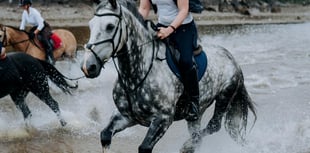 Tails From South Moor by Vet James McIntosh | Barney Trouble