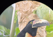 Discover Mike Hitch's Costa Rica wildlife diary