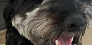 Tails from South Moor by vet Freya Lawrence | Treat that Itch!