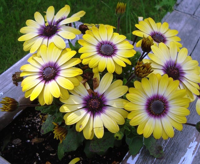 Entries open for RHS and BBC's Pocket Garden Makeover Prize 