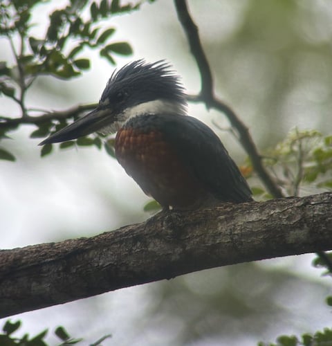 Ringed kingfisher - Elaine Hitch
