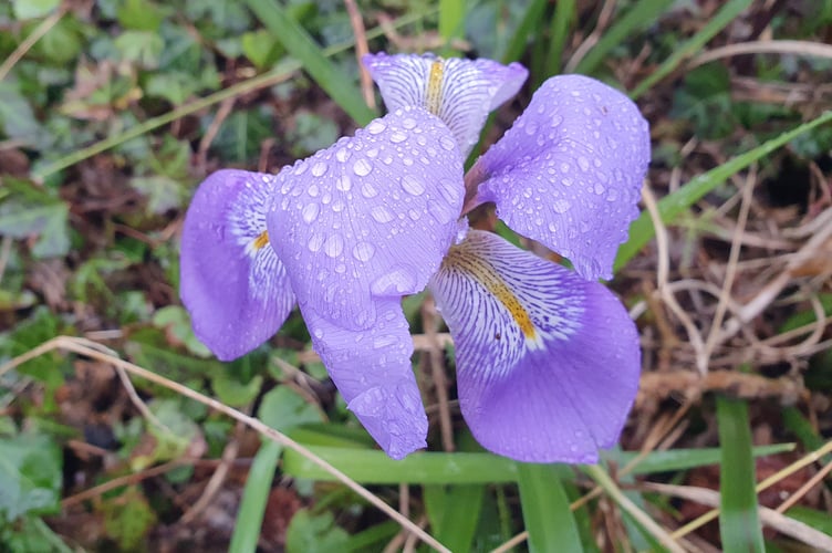 Iris by Alice Henderson