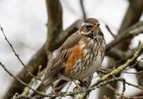 Nature Dairy | Nature's Early 2026 Changes Observed