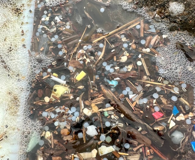 Nature Diary by Gary Jolliffe | Rise in seabird deaths in South Hams