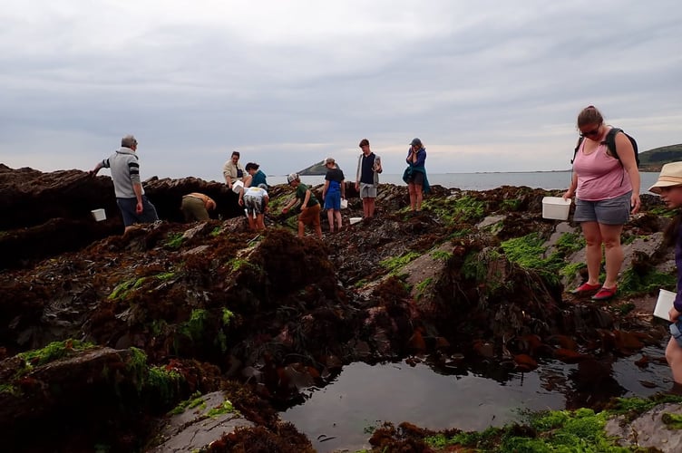 Examining the sealife at Wembury