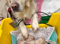 Tails from South Moor by Lucy Morrison | A Valentine's Day Surprise