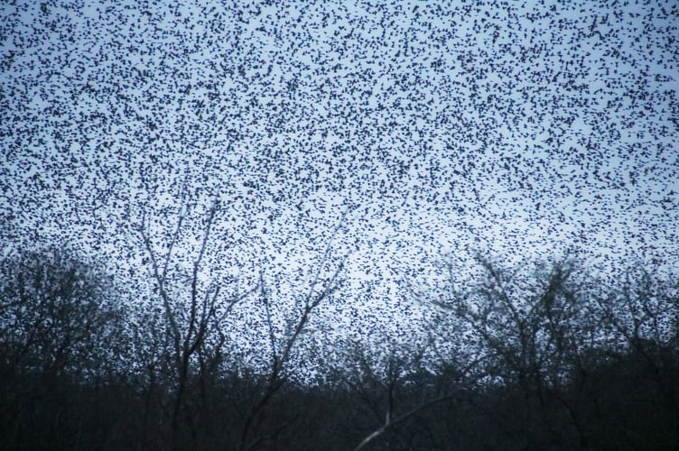 Starling murmurations at Shapwick Heath by Alice Henderson