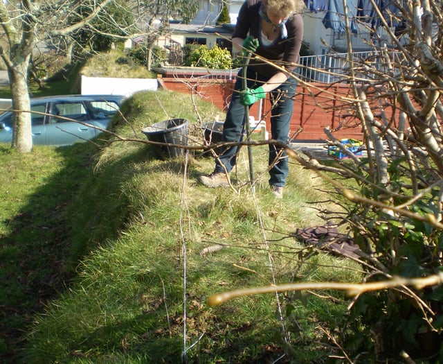 Nature Diary by Fiona van Es: Healthy, happy hedges