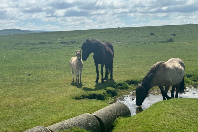 Court orders review of livestock on Dartmoor commons