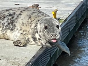 Dart Harbour celebrates International Seal Day with resident animals