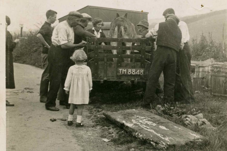 Alan Trout, Harry Patey, Bill Trout, Harold Trout, Jim Trout loading a donkey onto a trailer. Little girl looking on.