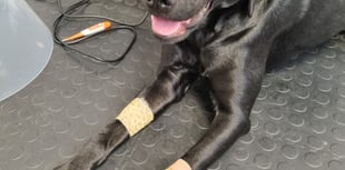 Labrador's dramatic recovery post-surgery