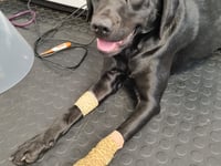 Labrador's dramatic recovery post-surgery
