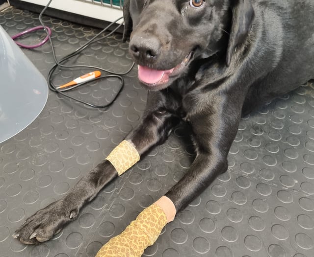 Labrador's dramatic recovery post-surgery