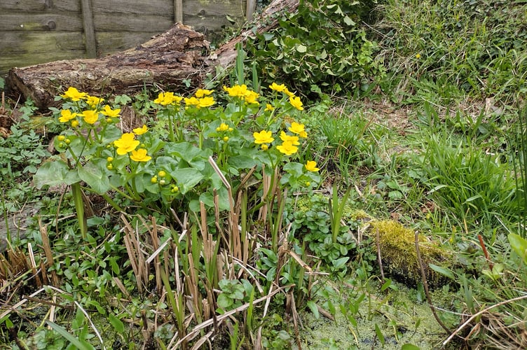 Rotting tree stumps and early nectar at the pond