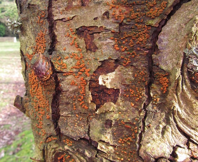 'Killer fungus' triggers emergency in South Devon