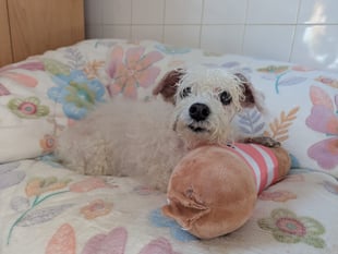 Elderly dog needs £3,000 vet care