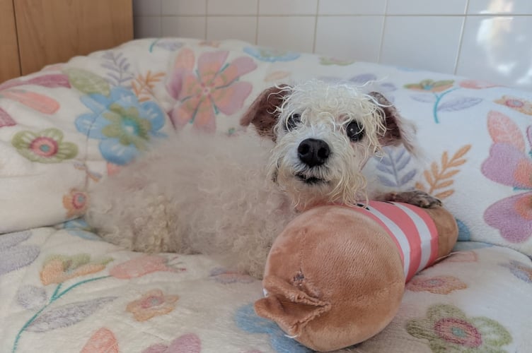 14 Year Bichon Frisé Faye - Gables Dogs & Cats